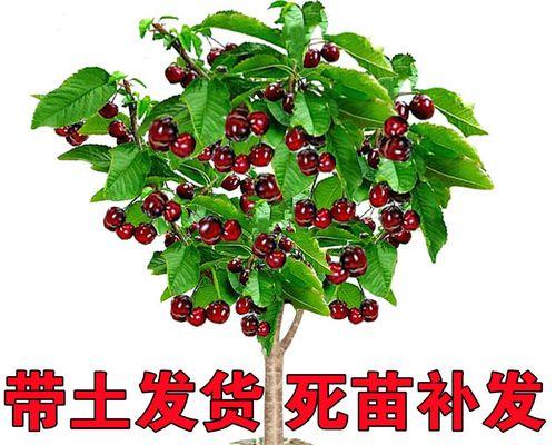 广西种植车厘子的可行性研究（探究环境条件与栽培技术对车厘子生长的影响）