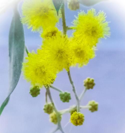 五种代表友谊的花（用花语传递真挚友谊的五种选择）