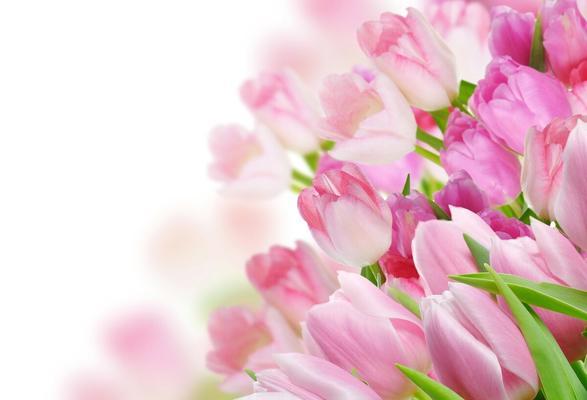 五种代表友谊的花（用花语传递真挚友谊的五种选择）