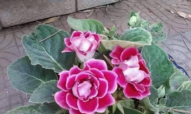 大岩桐是否能承受雨水（探究大岩桐的防雨性能）