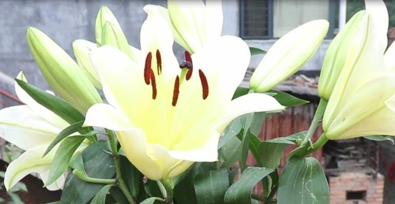 百合花的象征意义(探究百合花在文化与象征意义中的重要性) 百合花的象征意义(探究百合花在文化与象征意义中的重要性)