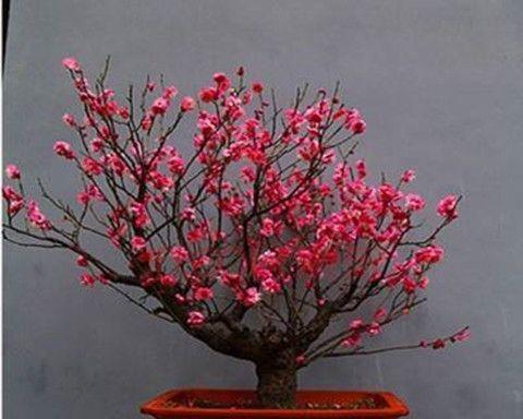 如何修剪腊梅花（学会正确修剪）