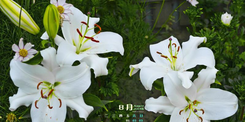 百合花(从花语到文化传承)