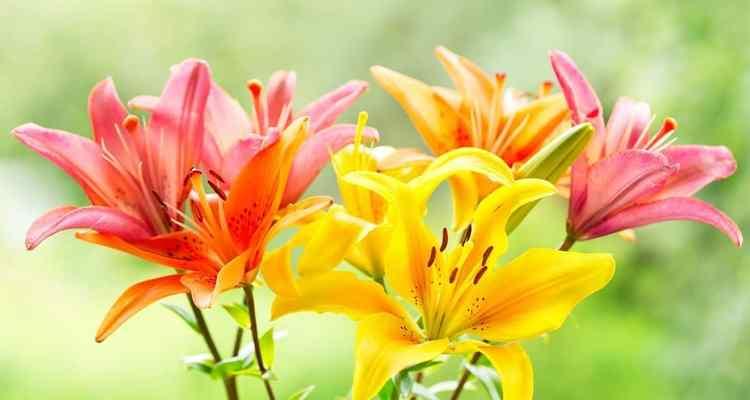 百合花（从花语到文化传承）