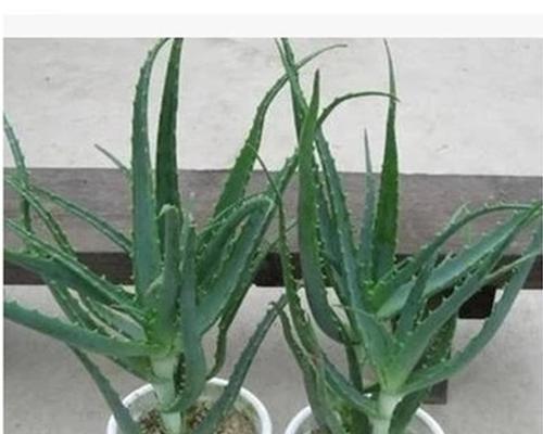 芦荟的耐寒温度（从生长环境到抗寒能力探究）