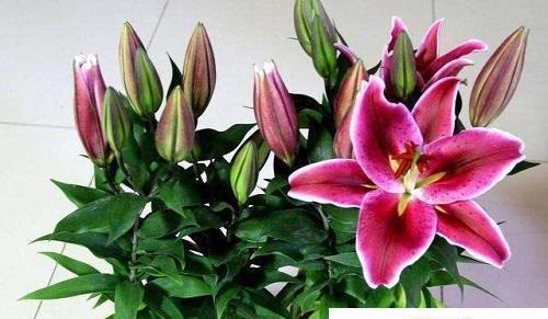 百合花（从花语到文化传承）