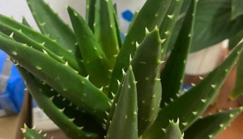 芦荟的耐寒温度（从生长环境到抗寒能力探究）