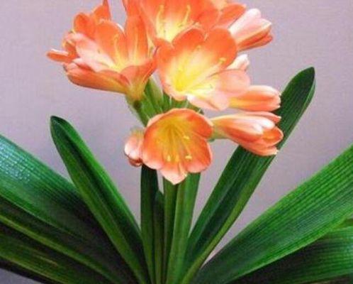 君子兰开花的寓意与象征意义(探寻君子兰花开的内涵与意义)