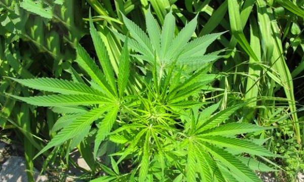 探秘神奇麻籽——一种瑰丽的植物种子（了解麻籽的好处和应用领域）
