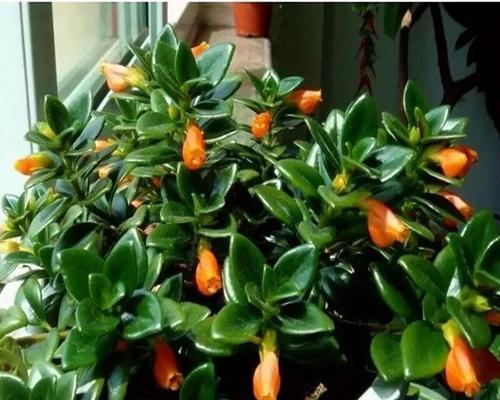 家居养花指南——15种适合家里养的花卉（为你的家增添生气与美丽）