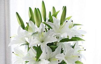 百合花的意义与寓意（百合花语的深层解读与传递）