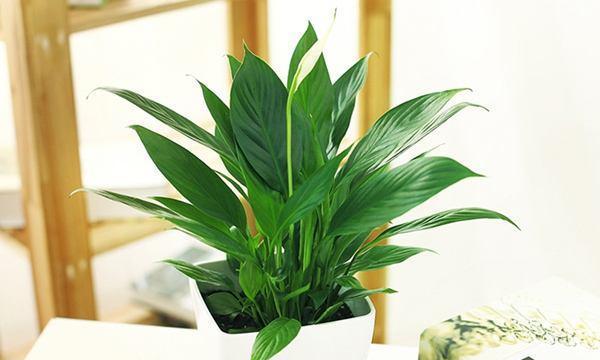 家居养花指南——15种适合家里养的花卉（为你的家增添生气与美丽）