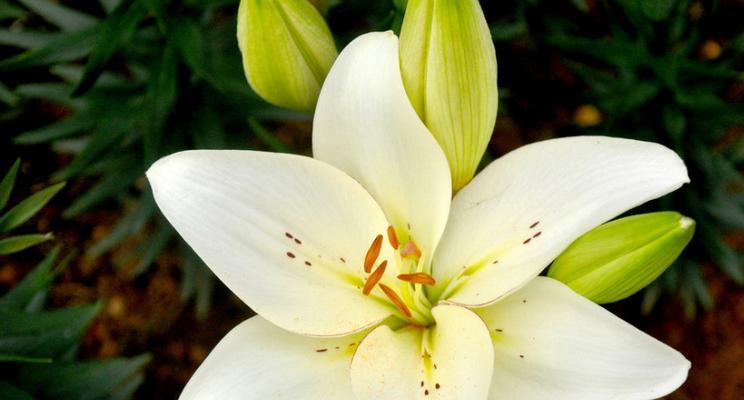 百合花的意义与寓意（百合花语的深层解读与传递）