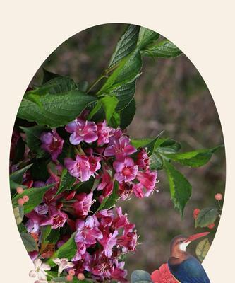 锦带花花语的神秘意义（探索锦带花的花语与传说）