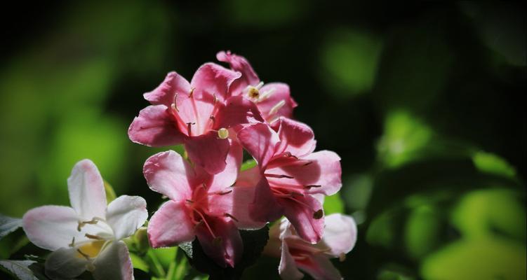 锦带花花语的神秘意义（探索锦带花的花语与传说）