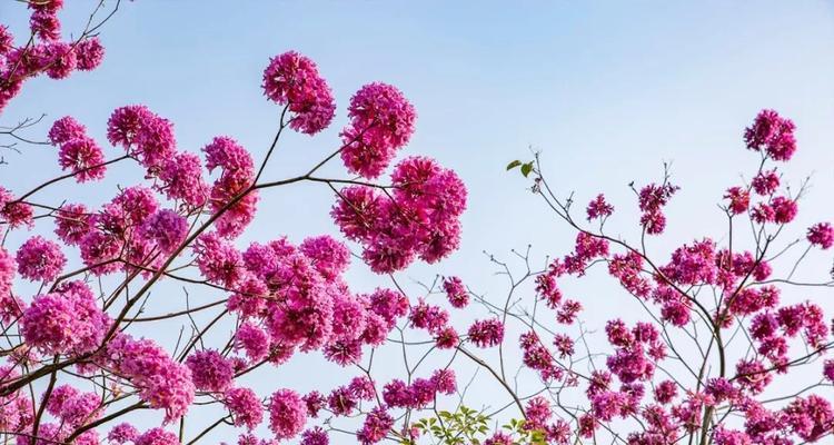 紫花风铃木的花语(探秘紫花风铃木的神秘花语)