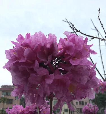 紫花风铃木的花语（探秘紫花风铃木的神秘花语）