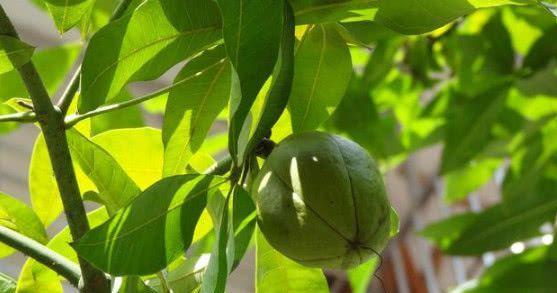 发财树果实能否食用(探究发财树果实的食用性) 发财树果实能否食用(探究发财树果实的食用性)