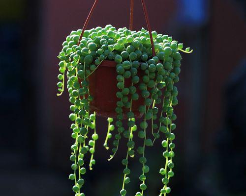 以佛珠吊兰寓意(佛珠吊兰) 以佛珠吊兰寓意(佛珠吊兰)