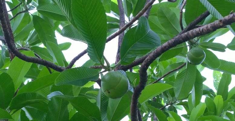 五棱果的营养价值和美食推荐（五棱果的营养价值和美食推荐）