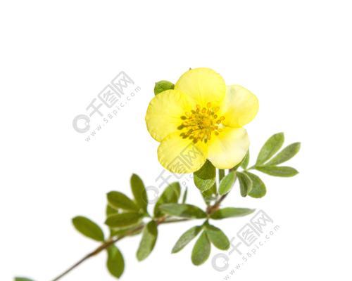 五叶草的象征意义与文化传承（五叶草的神秘力量和幸运传说）
