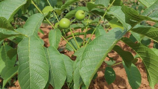 如何为你的桃树选择合适的肥料（桃树肥料的种类）