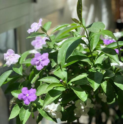 鸳鸯茉莉开花频率及生长特点剖析（了解鸳鸯茉莉的开花周期和繁殖方式）