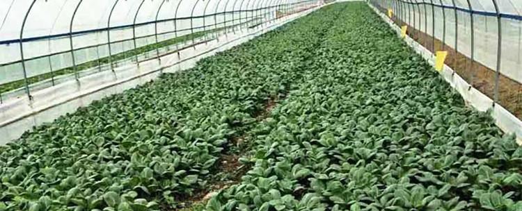 青菜播种的最佳时机（合适的季节）