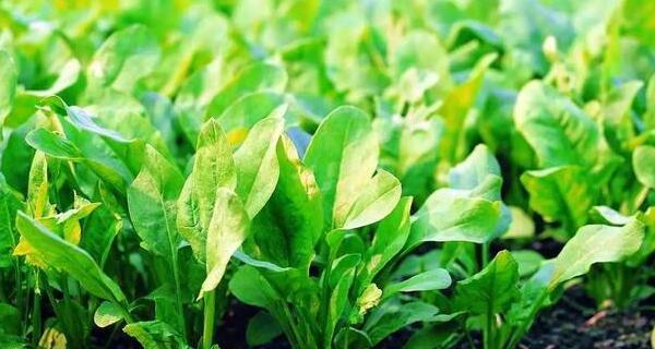 青菜播种的最佳时机(合适的季节)