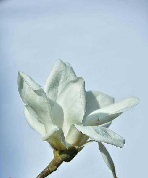 白玉兰的花语与美丽蕴含的心灵力量(白玉兰) 白玉兰的花语与美丽蕴含的心灵力量(白玉兰)