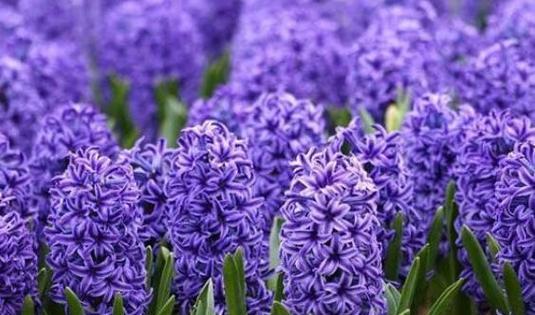 紫色风信子花语(探索紫色风信子的花语和魅力) 紫色风信子花语(探索紫色风信子的花语和魅力)