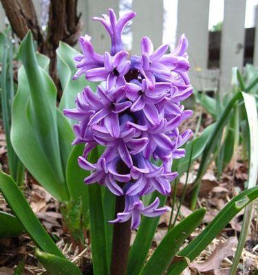 紫色风信子花语(探索紫色风信子的花语和魅力) 紫色风信子花语(探索紫色风信子的花语和魅力)