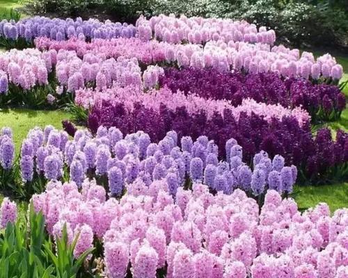 紫色风信子花语(探索紫色风信子的花语和魅力) 紫色风信子花语(探索紫色风信子的花语和魅力)