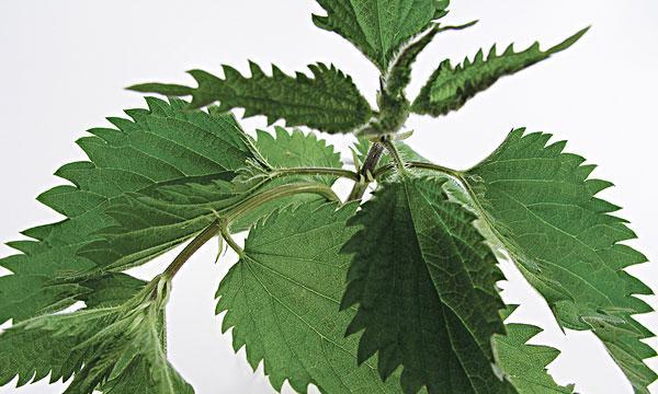 大青叶的叶子,来一起认识吧(了解大青叶叶子的特点和用途) 大青叶的叶子,来一起认识吧(了解大青叶叶子的特点和用途)