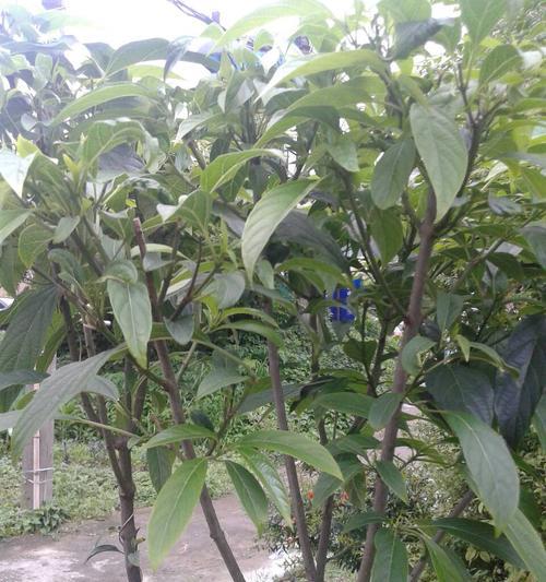 大青叶的叶子,来一起认识吧(了解大青叶叶子的特点和用途) 大青叶的叶子,来一起认识吧(了解大青叶叶子的特点和用途)