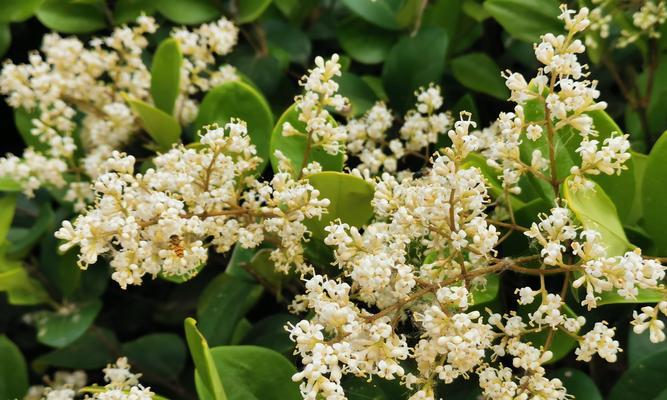 女贞开花时间及特点(春日里的女贞) 女贞开花时间及特点(春日里的女贞)