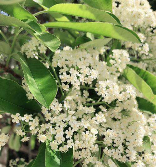 女贞开花时间及特点(春日里的女贞) 女贞开花时间及特点(春日里的女贞)