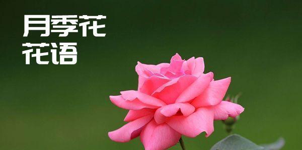 无私之爱——解析什么花的花语以无私的爱为主题（探究花语背后的情感世界）