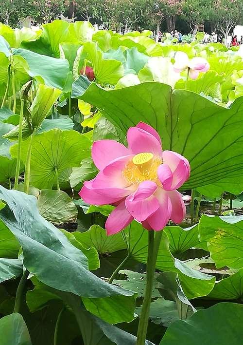 荷花的花语与寓意（探寻荷花的深层含义）
