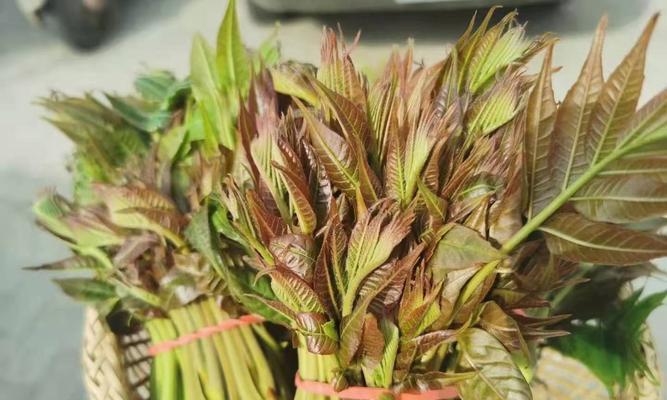探究香椿果的营养与用途(解密香椿果的神奇功效及应用领域) 探究香椿果的营养与用途(解密香椿果的神奇功效及应用领域)