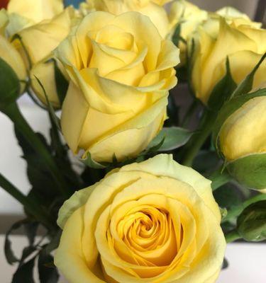 以黄玫瑰花语为主题的花语解读（黄玫瑰花语的意义及象征性解析）