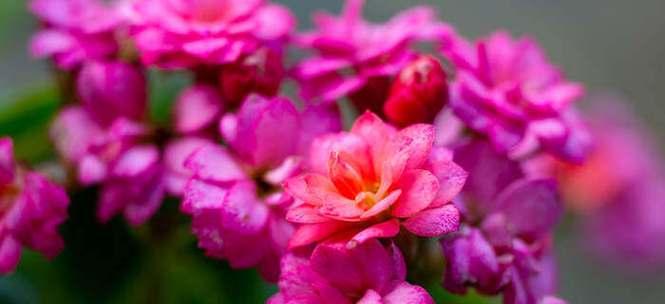 长寿花的花语与含义（长寿花花语解读与传达）