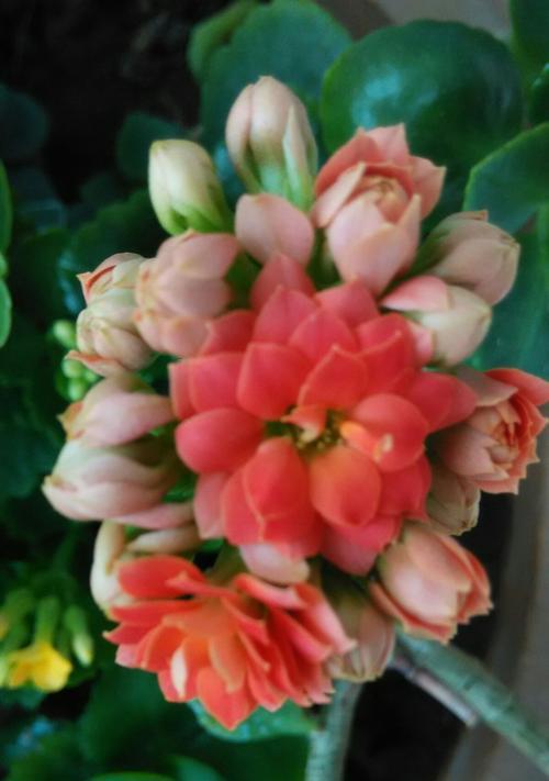 长寿花的花语与含义（长寿花花语解读与传达）