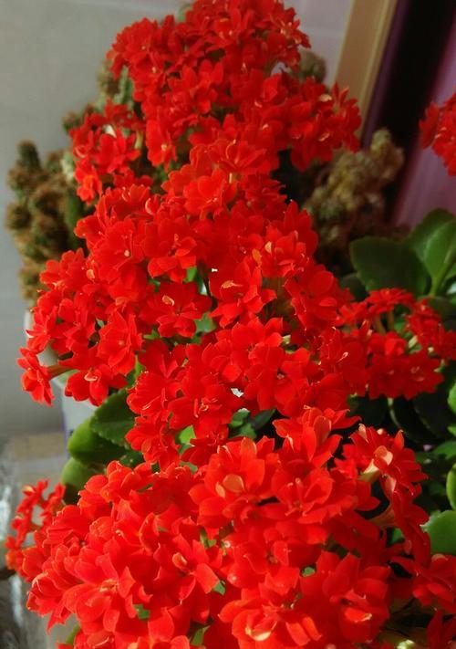 长寿花的花语与含义（长寿花花语解读与传达）