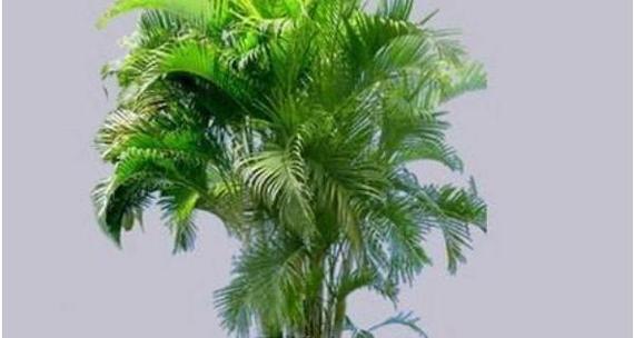解密凤尾竹的寓意与风水摆放（探秘凤尾竹的象征意义和风水禁忌）