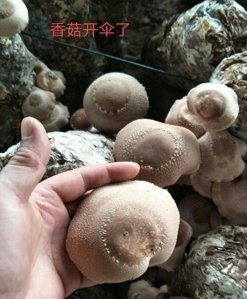 香菇的生长条件与环境(寻找适宜香菇生长的地方) 香菇的生长条件与环境(寻找适宜香菇生长的地方)