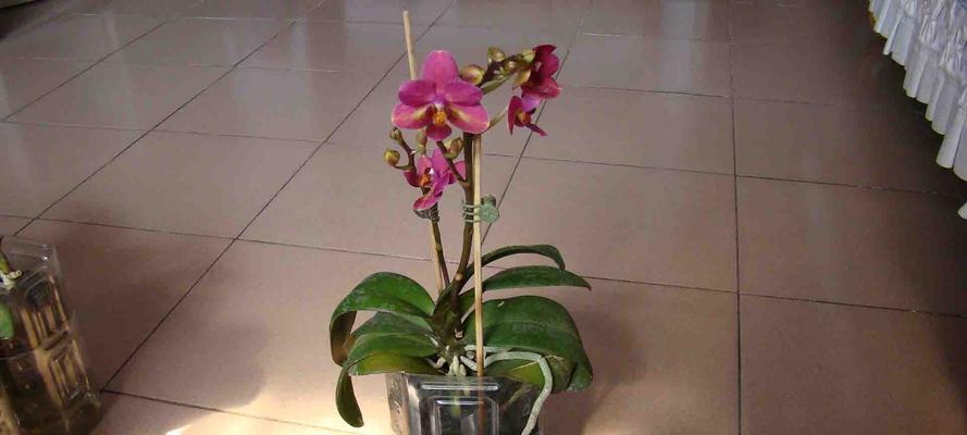 蝴蝶兰花养殖指南（简单易学的养护要点）