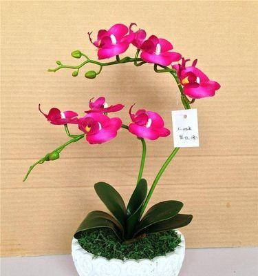 蝴蝶兰花养殖指南（简单易学的养护要点）