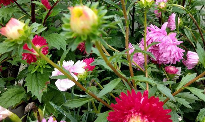 翠菊花语(传递爱与希望的翠菊) 翠菊花语(传递爱与希望的翠菊)