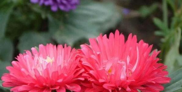 翠菊花语(传递爱与希望的翠菊) 翠菊花语(传递爱与希望的翠菊)